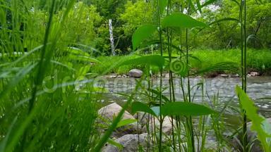 *最后的运动*时间流逝，快速流动的河流周围的郁郁葱葱的青草在夏天。 背景河流，绿色